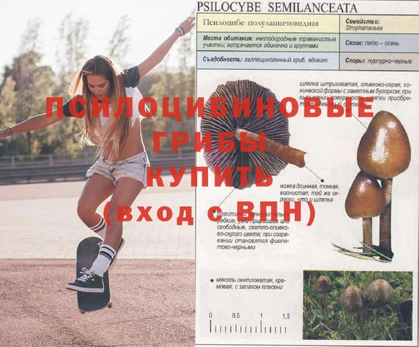 PSILOCYBIN Куйбышев