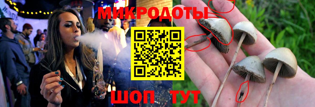 Галлюциногенные грибы Psilocybe Дзержинский